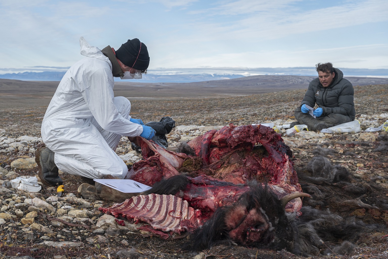 Ph.D. candidate McCaide Wooten sampling a muskox carcass on Ellesmere Island with Grise Fiord Conservation Officer Olaf Christensen. This muskox cow was killed by wolves, but samples were collected to check the health status of the animal and to detect pathogens.