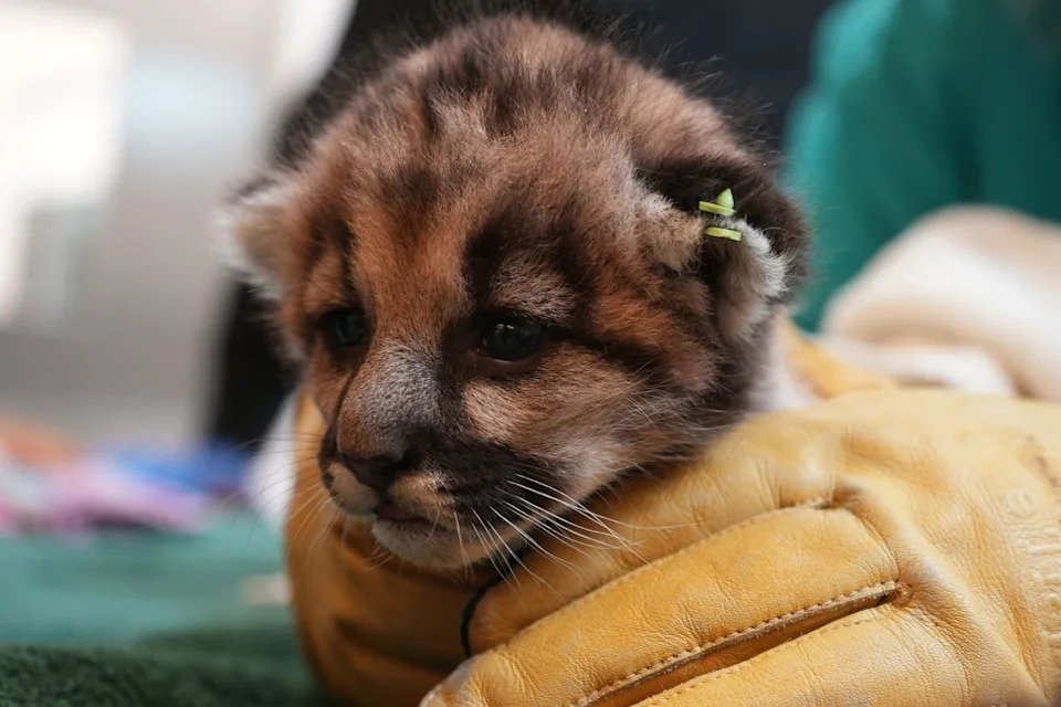 Crimson the mountain lion at the Oakland ZooCredit: Oakland Zoo