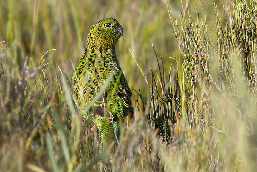 A vibrant green bird in grass