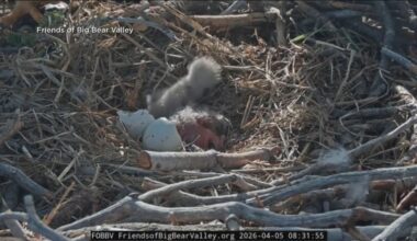 Big Bear’s celebrity bald eagle couple hatch 2 eaglets following early season loss