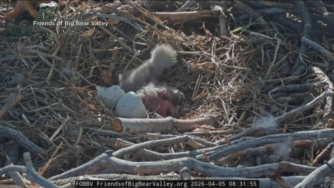 Big Bear’s celebrity bald eagle couple hatch 2 eaglets following early season loss