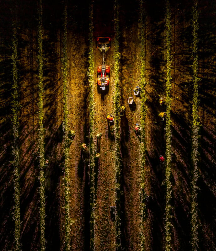 Aerial view of workers harvesting crops in rows of a field at sunset, with a red tractor in the center casting long shadows among the plants.