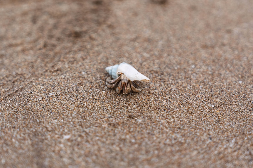 A small crab moving along a sandy beach.