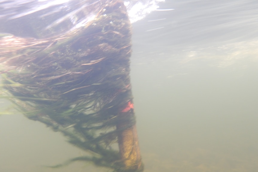 Plants wrapped around a stake underwater.