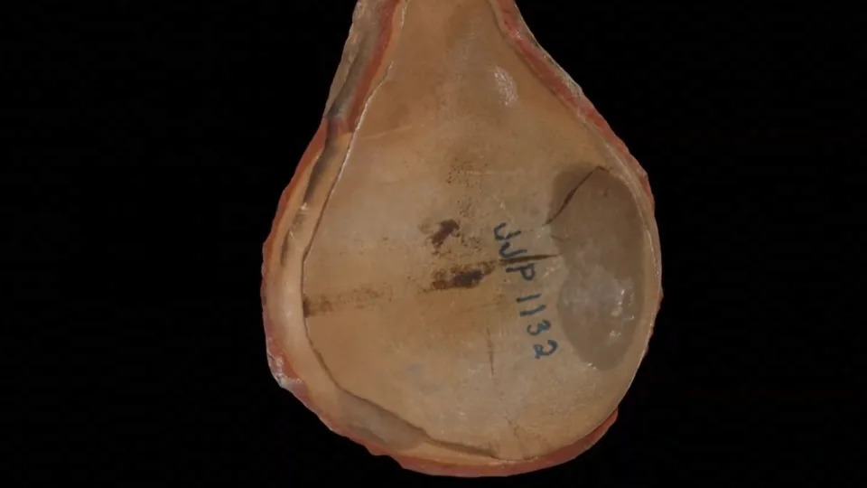 Pohlsepia mazonensis was found just south of Chicago, Illinois. - University of Reading