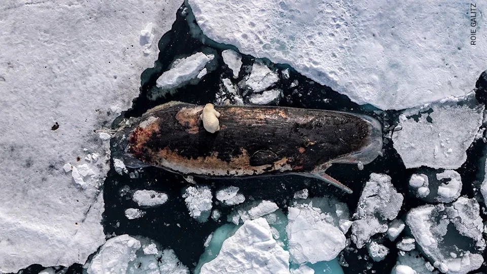 A female polar bear feeds on a sperm whale carcass in the polar pack ice north of the Norwegian archipelago, Svalbard. 82° North, International Waters, 8 July 2025.