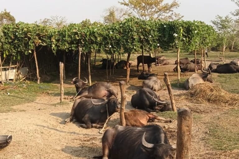 Hundreds of khutis (traditional cattle farms are propped up inside Dibru Saikhowa, which the tigers often prey on aside from wild herbivores like swamp deer. Image by special arrangement.