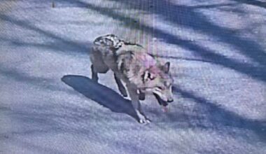 Search for escaped wolf in South Korea enters fourth day as efforts hindered by AI image confusion