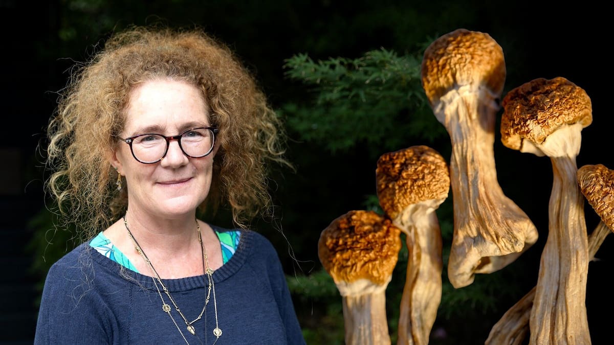 Auckland GP Fi Darracott-Cankovic offers all-day psychedelic trips for the terminally ill