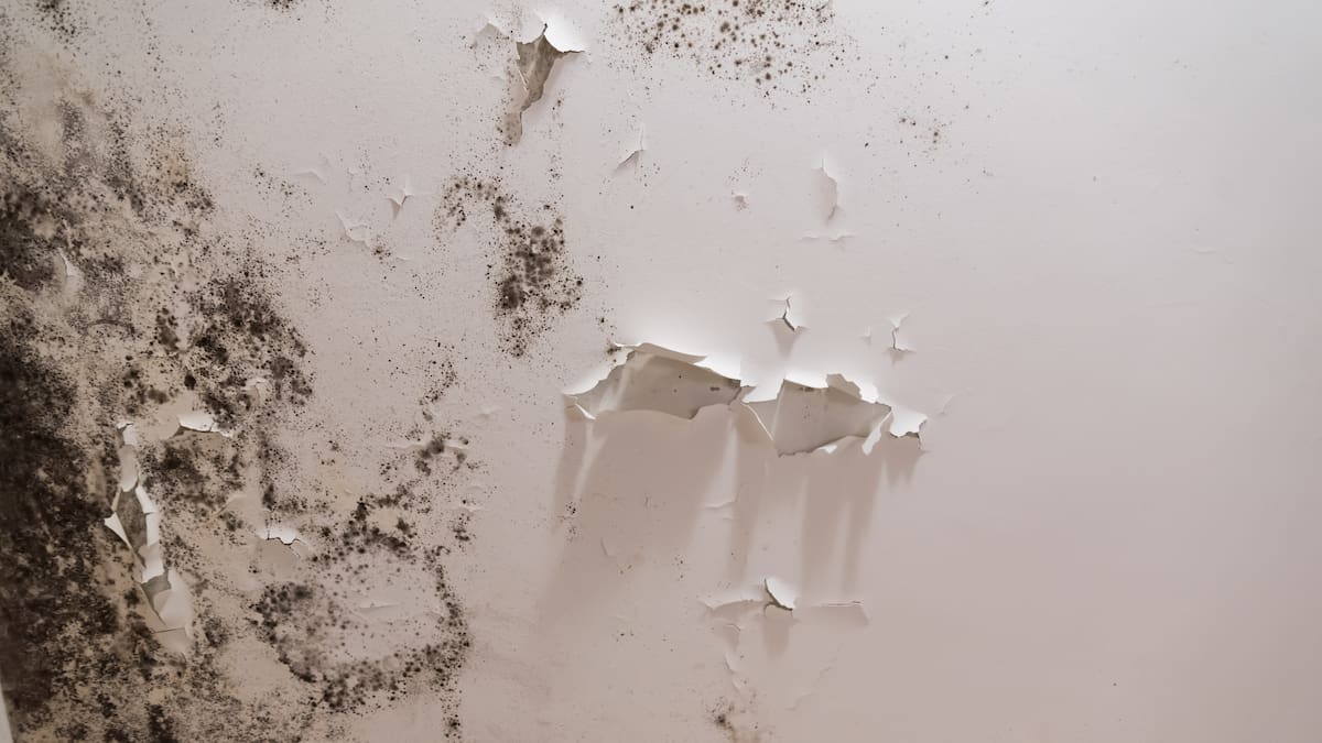 Auckland landlord and pharmacist Scarlett Hong ordered to pay $13k over mouldy rental