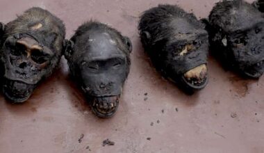 The Global Wildlife Trade Is Fueling the Spread of Viruses