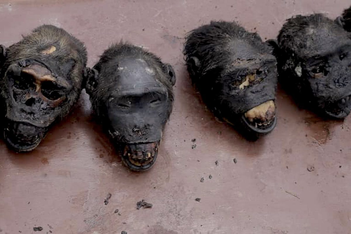 The Global Wildlife Trade Is Fueling the Spread of Viruses