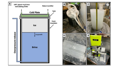 As Above, Not So Below: Ion Fractionation In Planetary Analog Ices