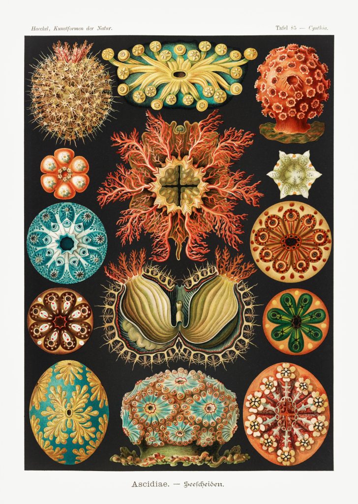 Ascidiae Seescheiden