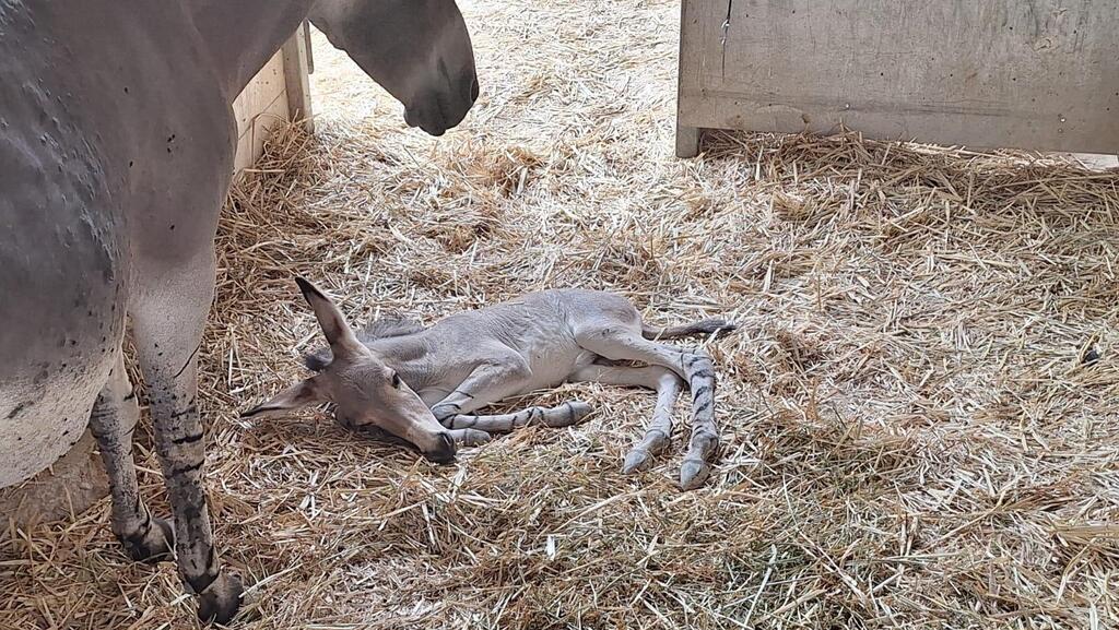 The new foal takes a rest near his mother (Photo: Dana Barda) הערוד במנוחה ליד אמו
