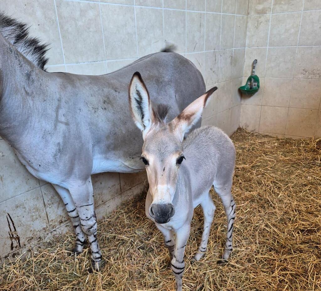 The new wild ass foal, with his mother (Photo: Dana Barda) הערוד החדש. בן שלישי להוריו