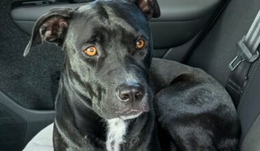 Lost Auckland dog put down despite family’s repeated offers of adoption