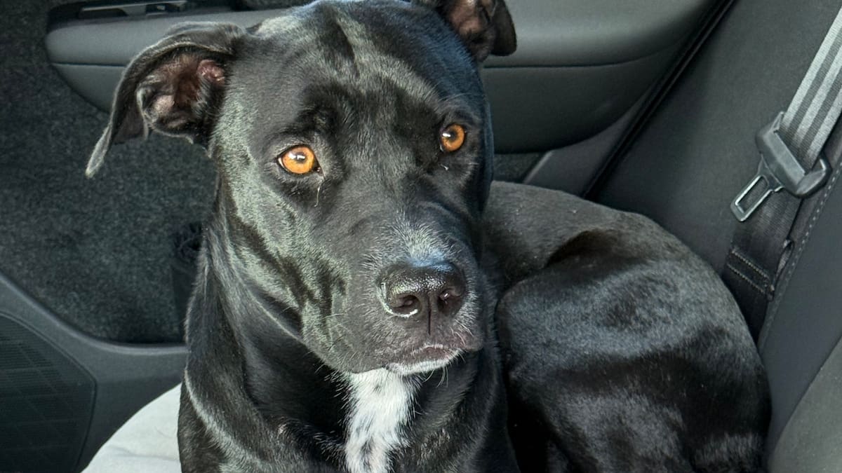 Lost Auckland dog put down despite family’s repeated offers of adoption