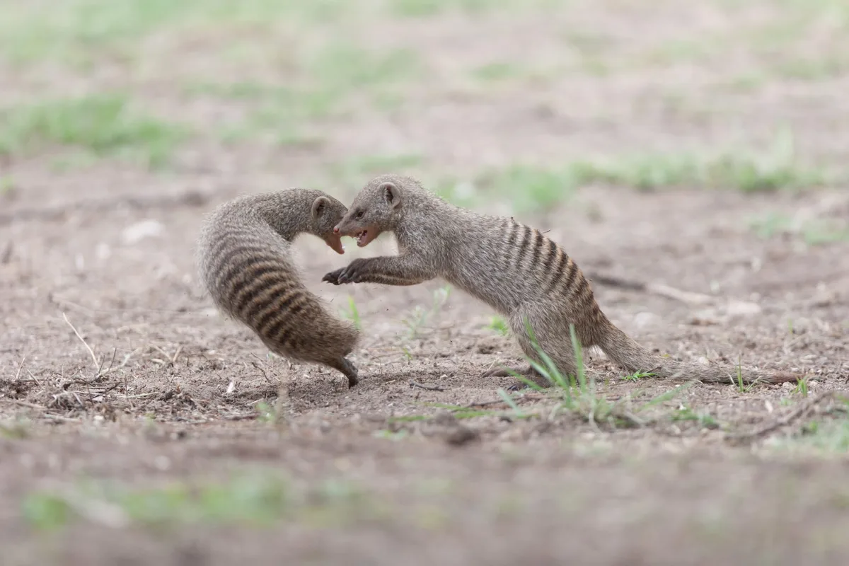 Banded mongooses jumping, fighting and playing in a clearing
