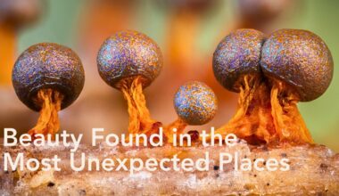 Barry Webb, a Photographer Based in South Buckinghamshire, U.K., Has Made It His Task to Document Sublime Slime Molds in Breathtaking Detail