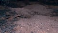 Bilby emerges from burrow Credit: Australian Wildlife Conservancy