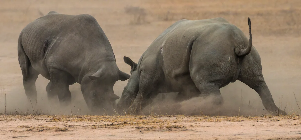 Two black rhinos fighting in dust