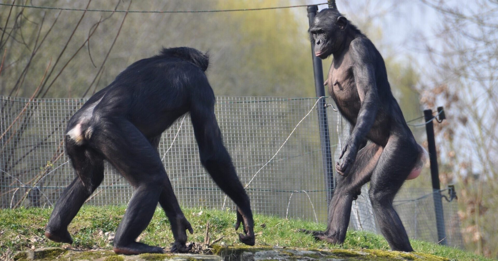 In zoos, 'peaceful' bonobos are just as aggressive as chimps, study suggests