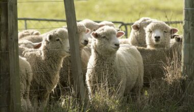 Auckland company Lanaco’s wool filters chosen for Nasa Artemis II mission