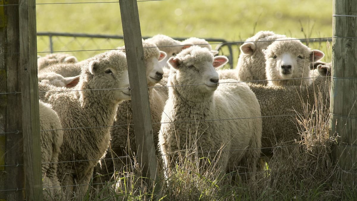 Auckland company Lanaco’s wool filters chosen for Nasa Artemis II mission