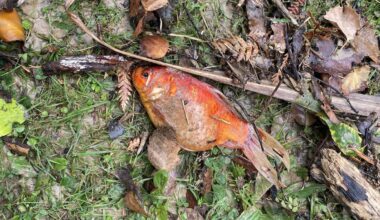 Man wants to reunite goldfish he rescued in Lower Hutt floods with its owner