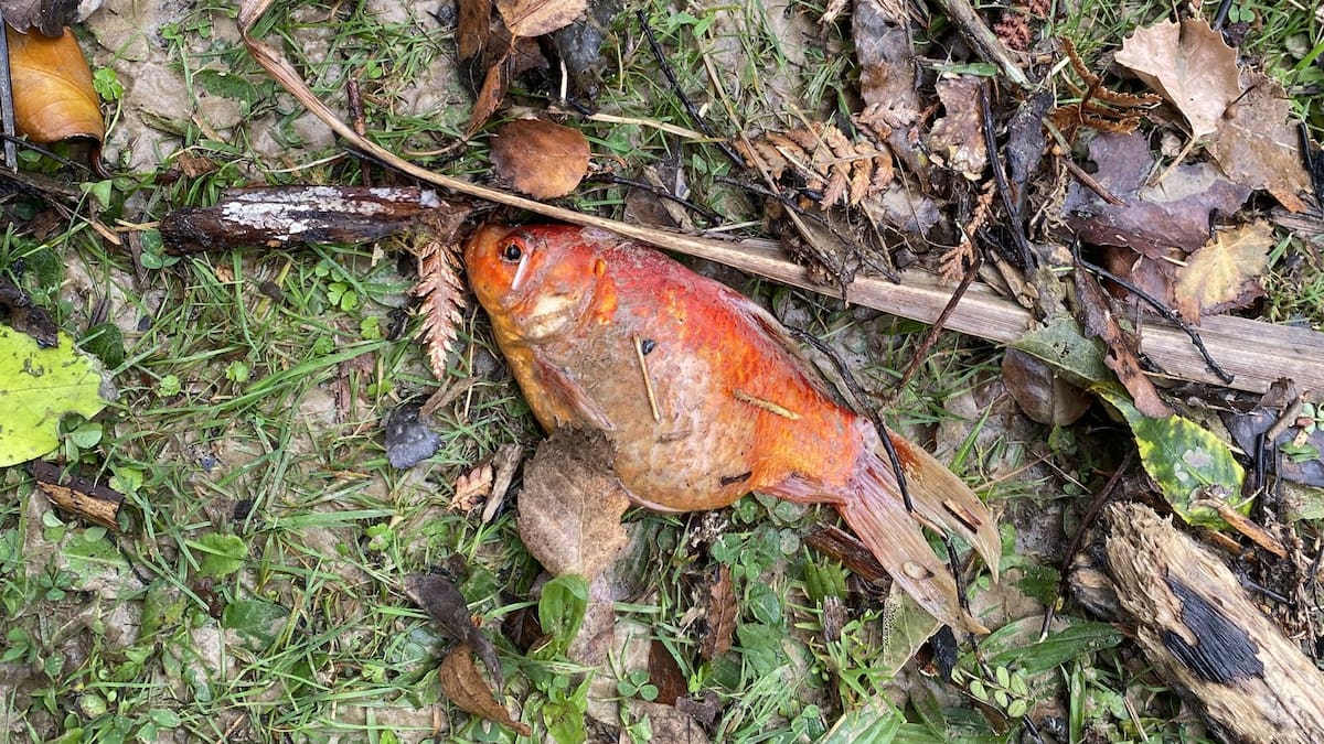 Man wants to reunite goldfish he rescued in Lower Hutt floods with its owner