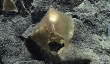Mystery of golden orb found in depths of ocean off Alaska finally solved: 'Everyone was like, What the heck? What is that?'