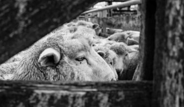 Kiwi shearers facing charges after footage showing abuse of sheep uncovered