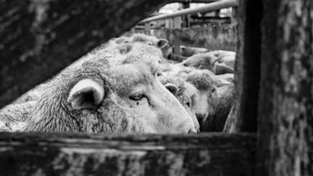 Kiwi shearers facing charges after footage showing abuse of sheep uncovered