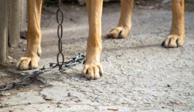 Video online allegedly shows Manurewa man mistreating dogs and neighbour