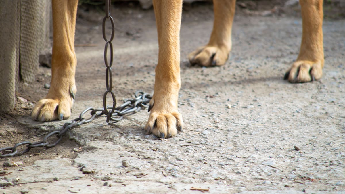 Video online allegedly shows Manurewa man mistreating dogs and neighbour