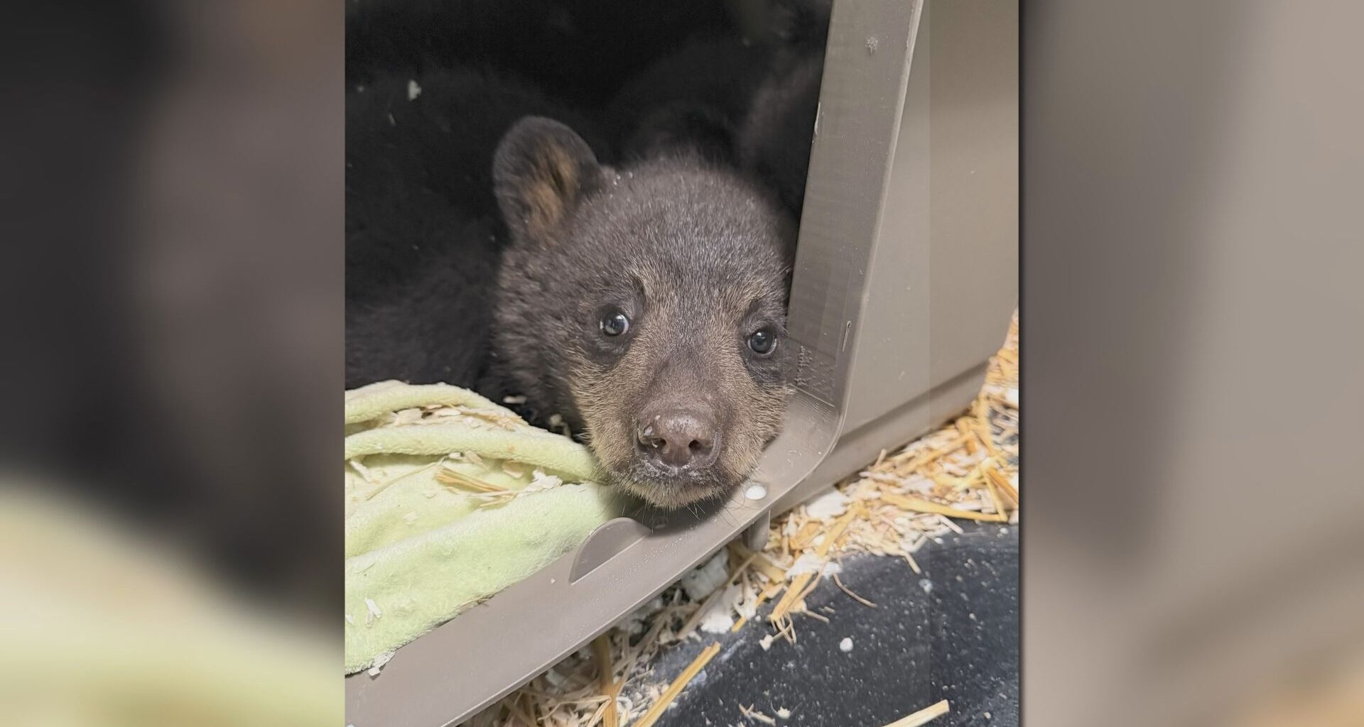 Black bear rescue group has a warning to others after mother bear was fatally shot in Balmoral, Manitoba