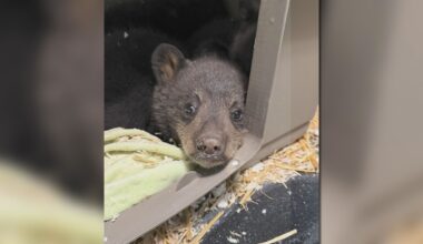 Black bear rescue group has a warning to others after mother bear was fatally shot in Balmoral, Manitoba