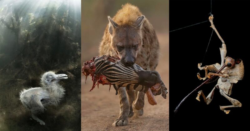 A collage of three photos: a bird chick underwater, a hyena carrying a zebra leg in its mouth, and an insect hanging from a thread, raising one leg.