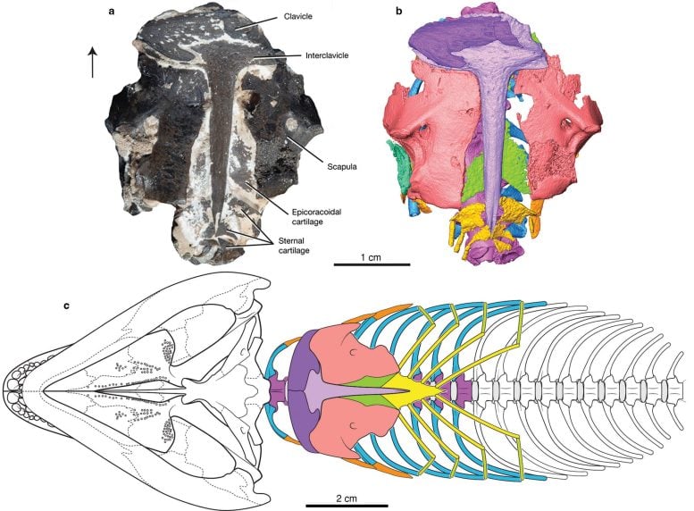 Captorhinus aguti Shoulder Girdle