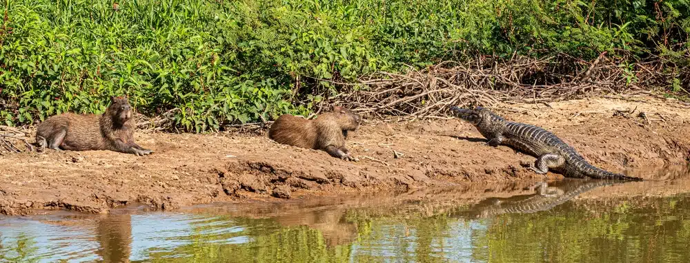 Panorama,of,capybara,laying,down,on,a,riverbank,with,a