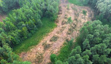 Carbon credits may reward countries without cutting deforestation