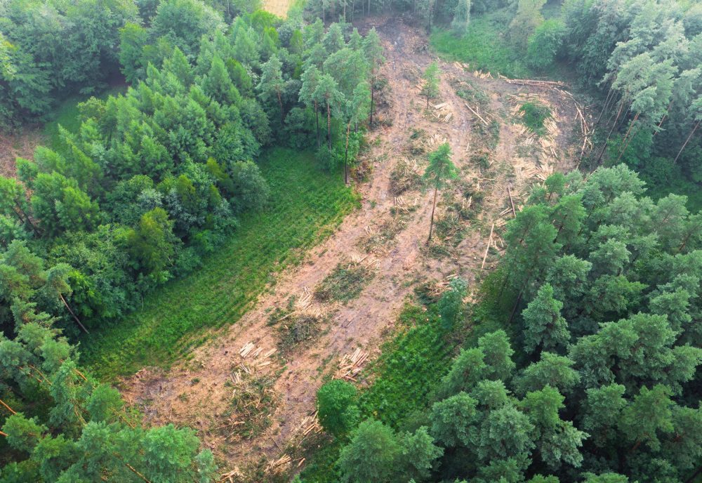 Carbon credits may reward countries without cutting deforestation