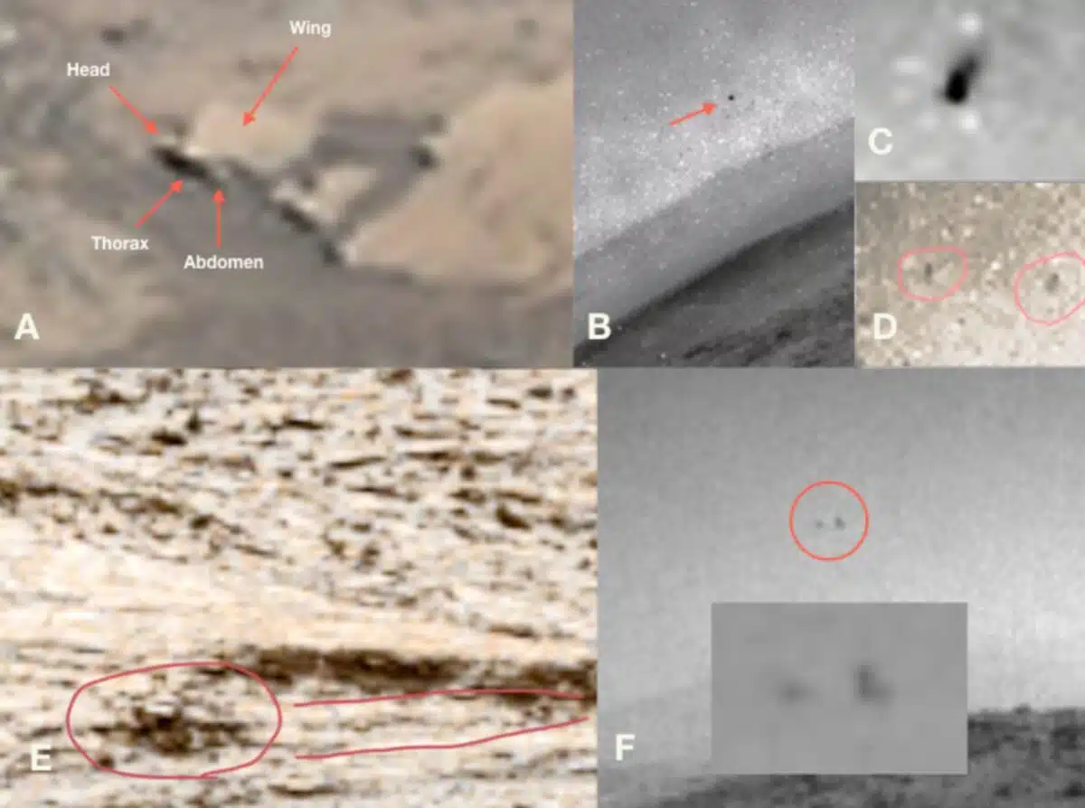 Close Ups Of Martian Terrain With Markings Pointing To Alleged Insect Like Features.