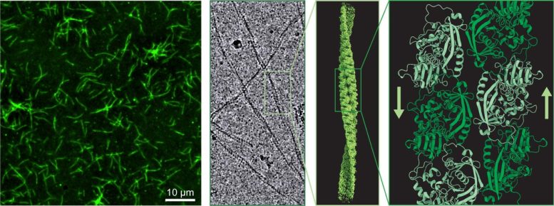 CorM Filaments Core