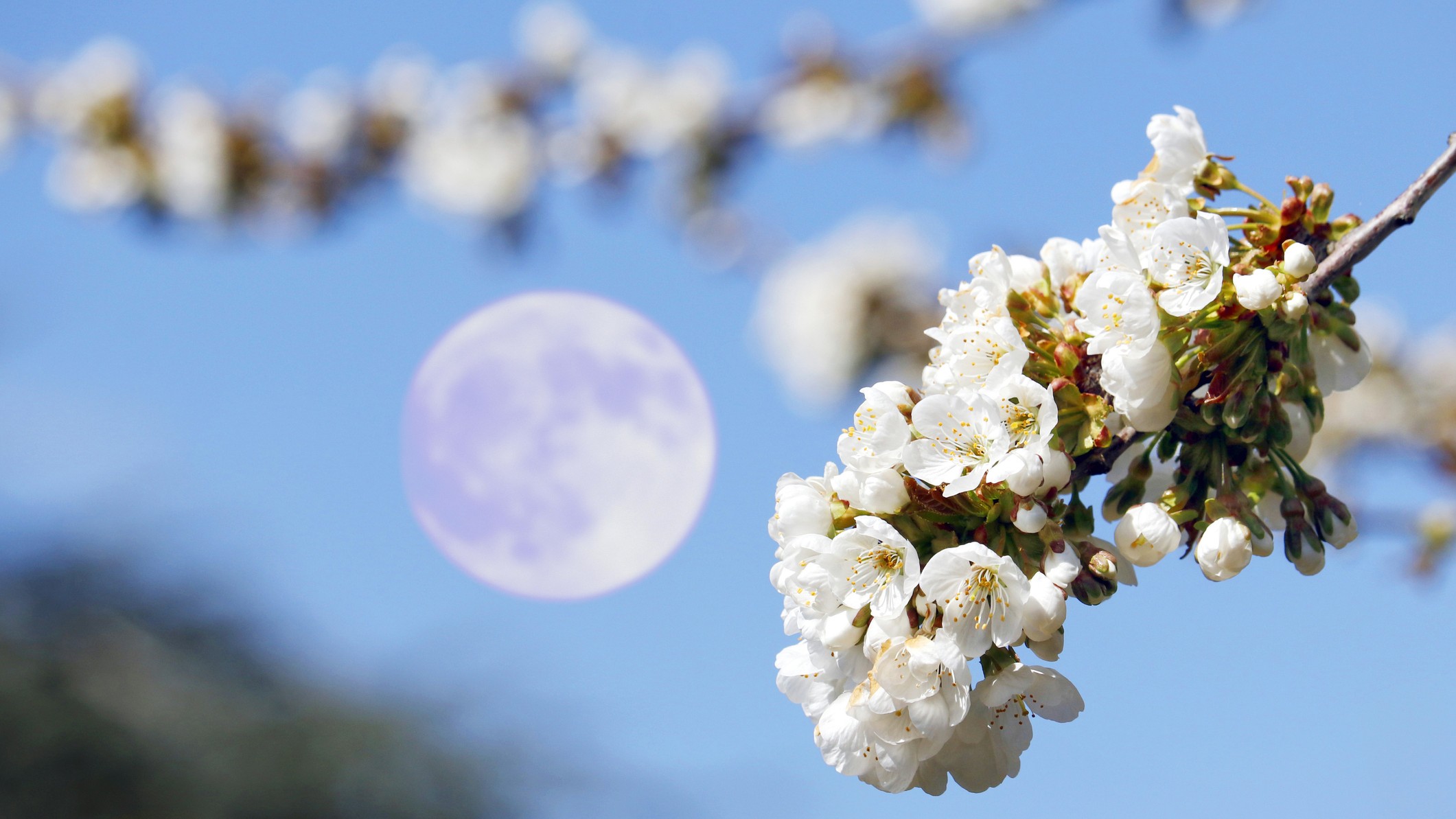 full moon in background against blue sky with blossom in the foreground.