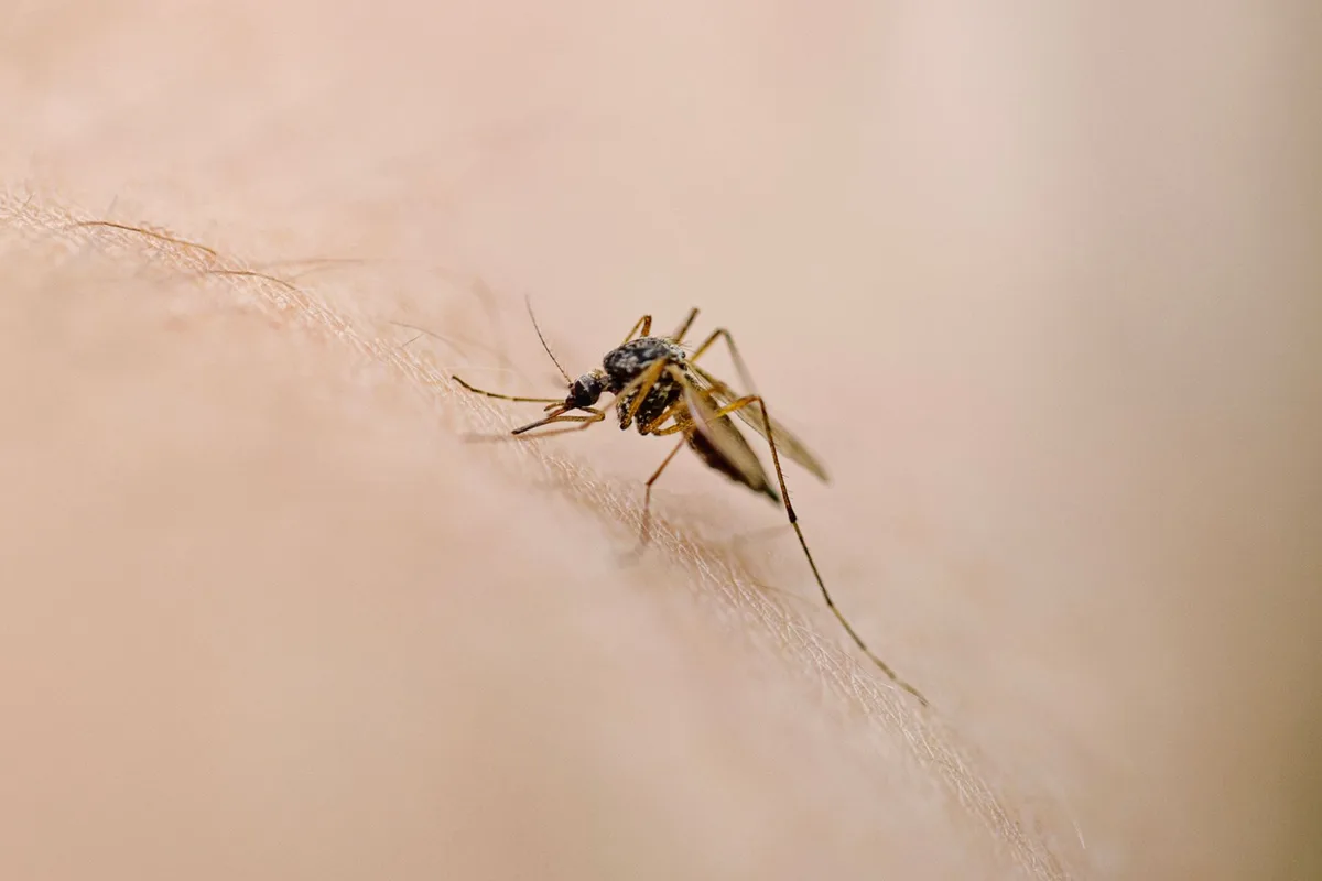 Mosquito
