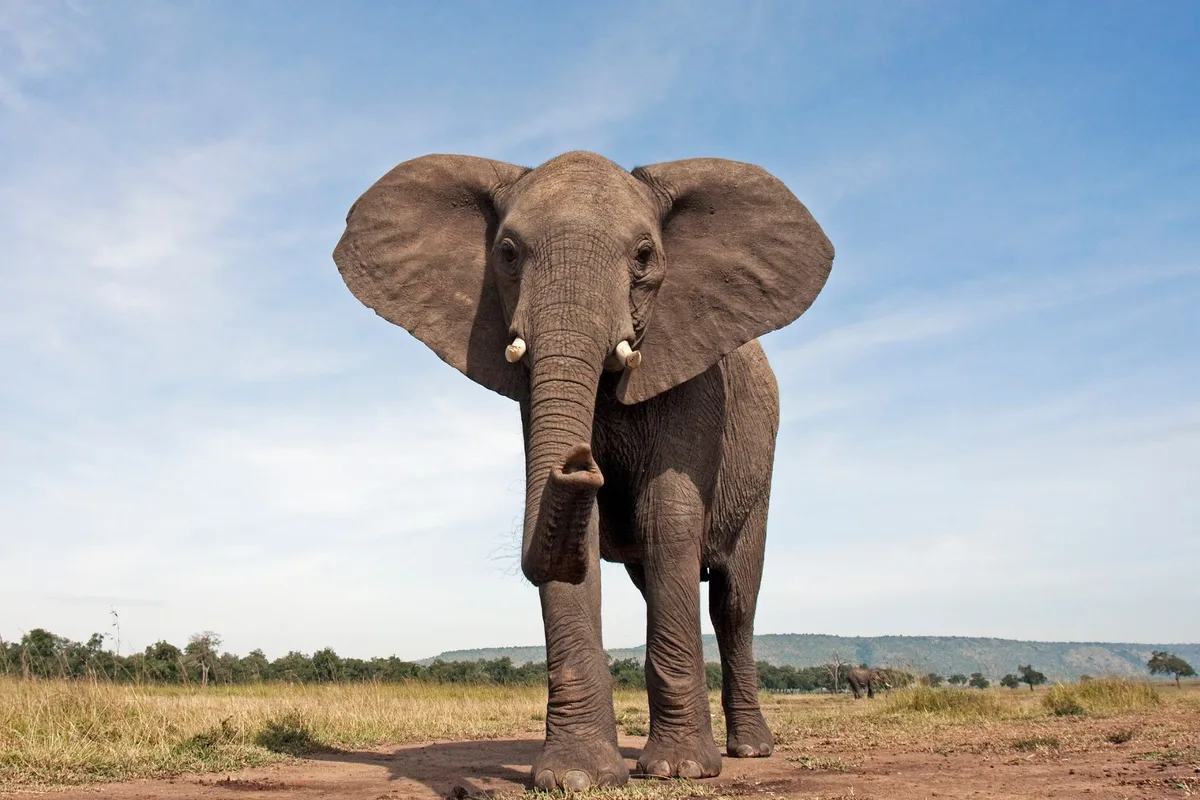 Elephant