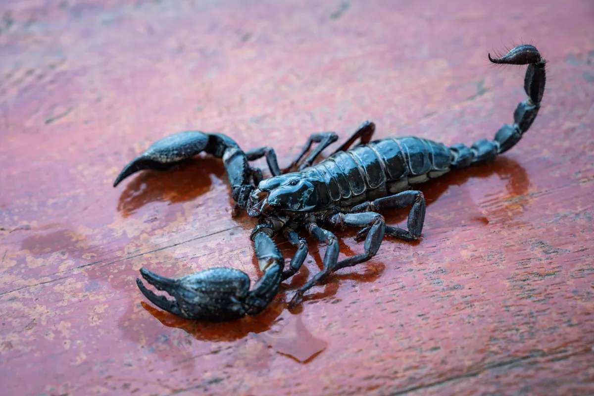 Scorpion