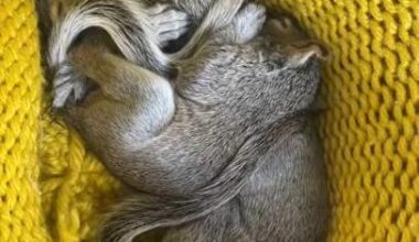 Watch: Dashboard warning lights lead to baby squirrel discovery